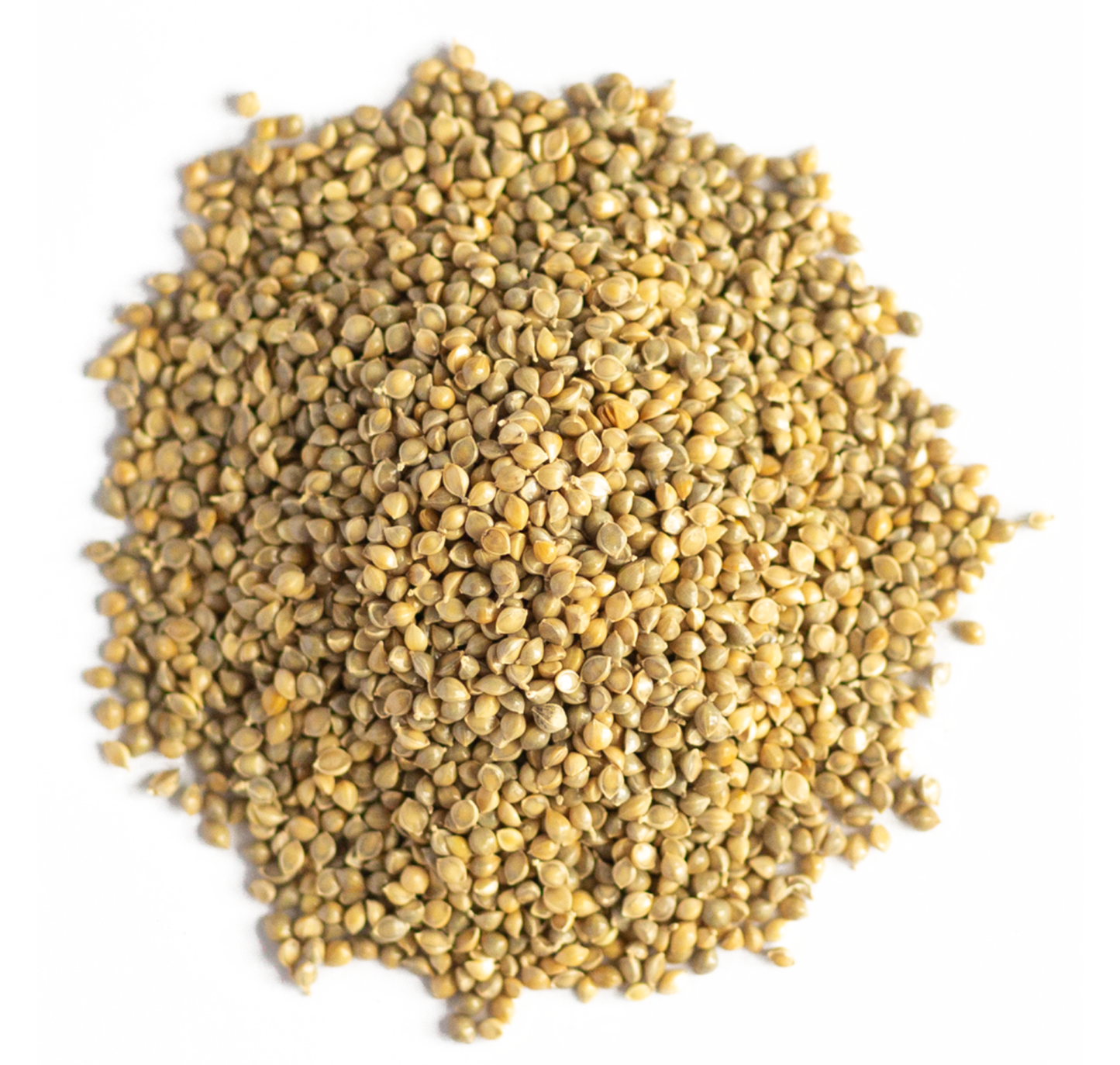 Browntop Millet