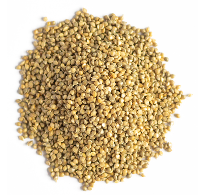 Browntop Millet