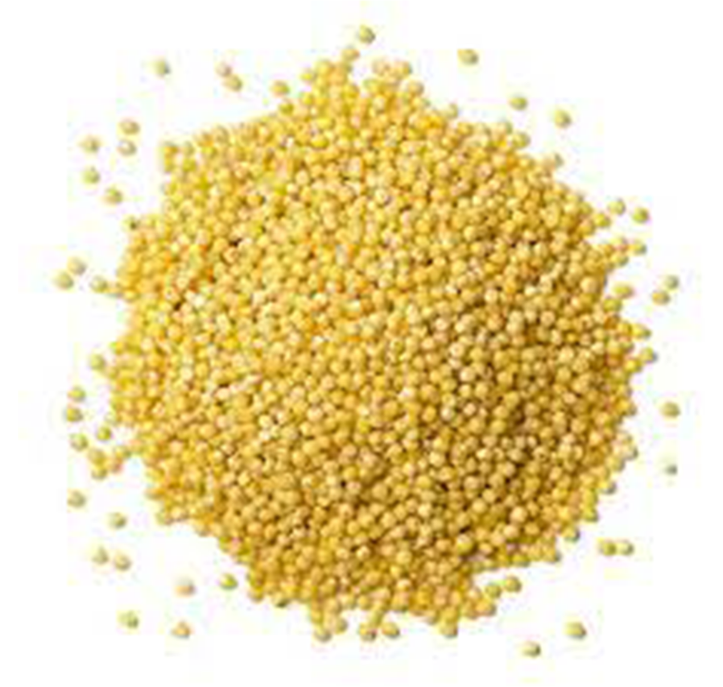 Proso Millet