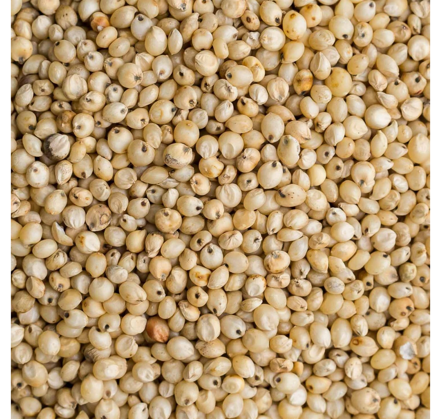 Jowar Millet Grain